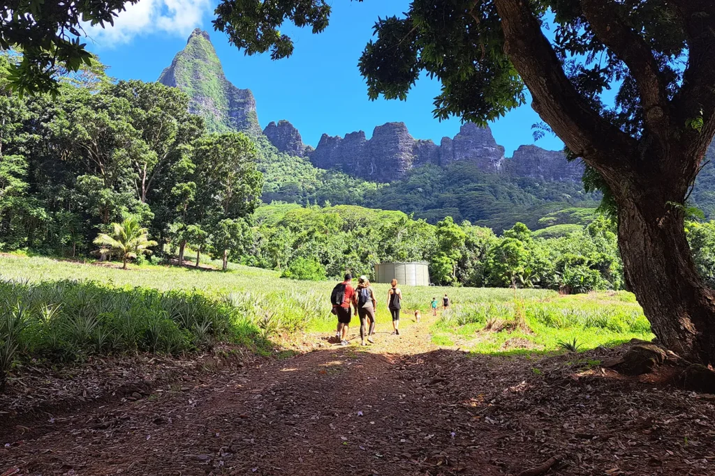 Chemin de randonnée à Moorea, avec panorama sur les montagnes et champs d'ananas