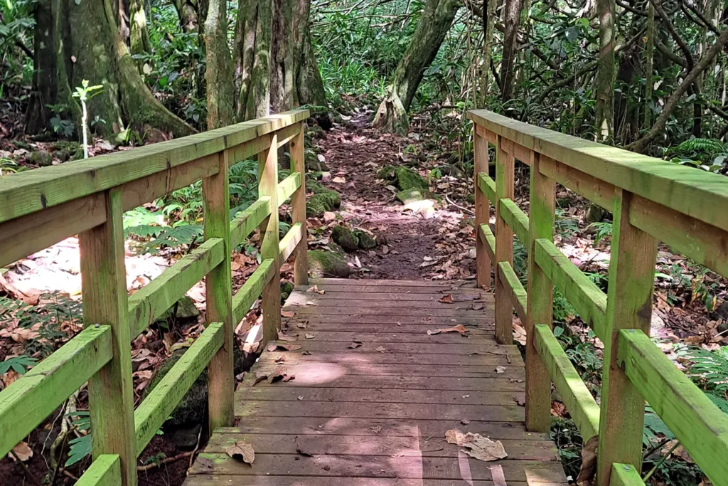 Pont en bois sur un sentier de randonnée en forêt tropicale lors d’un tour guidé nature à Moorea.
