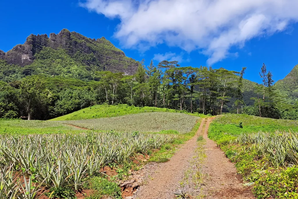 Un sentier de randonnée à Moorea à travers des champs d'ananas.