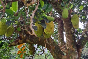 Jackfruit growing directly on a tree in the Agricultural School plantations in Moorea