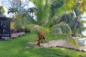 Fare de massage entouré de cocotiers et de végétation au bord du lagon à Moorea