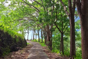 Shaded path beneath tropical trees during the guided Magic Mountain hike in Moorea