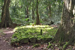 Petit marae couvert de mousse au pied de grands arbres mape dans la forêt du Sentier des Ancêtres
