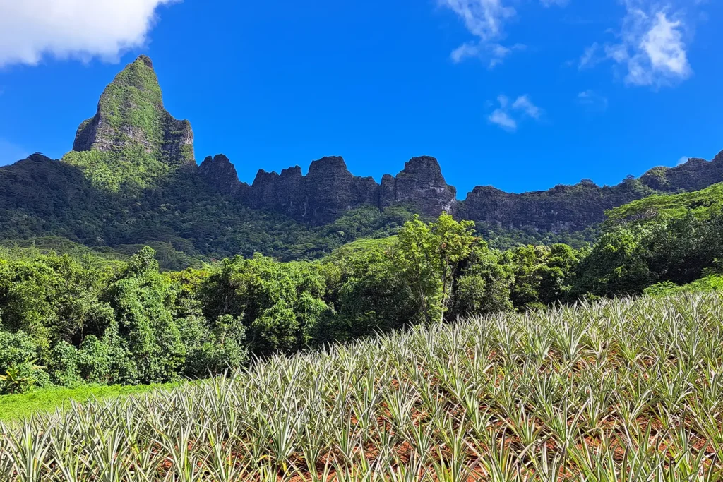Champs d'ananas de Moorea lors d'un tour à moorea. Panorama des montagnes de Moorea