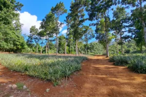 Wide red dirt road bordered by pineapple fields and tall pine trees in Opunohu Valley, Moorea