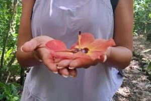 Fleur tropicale orangée tenue dans les mains pendant une randonnée culturelle sur le Sentier des Ancêtres