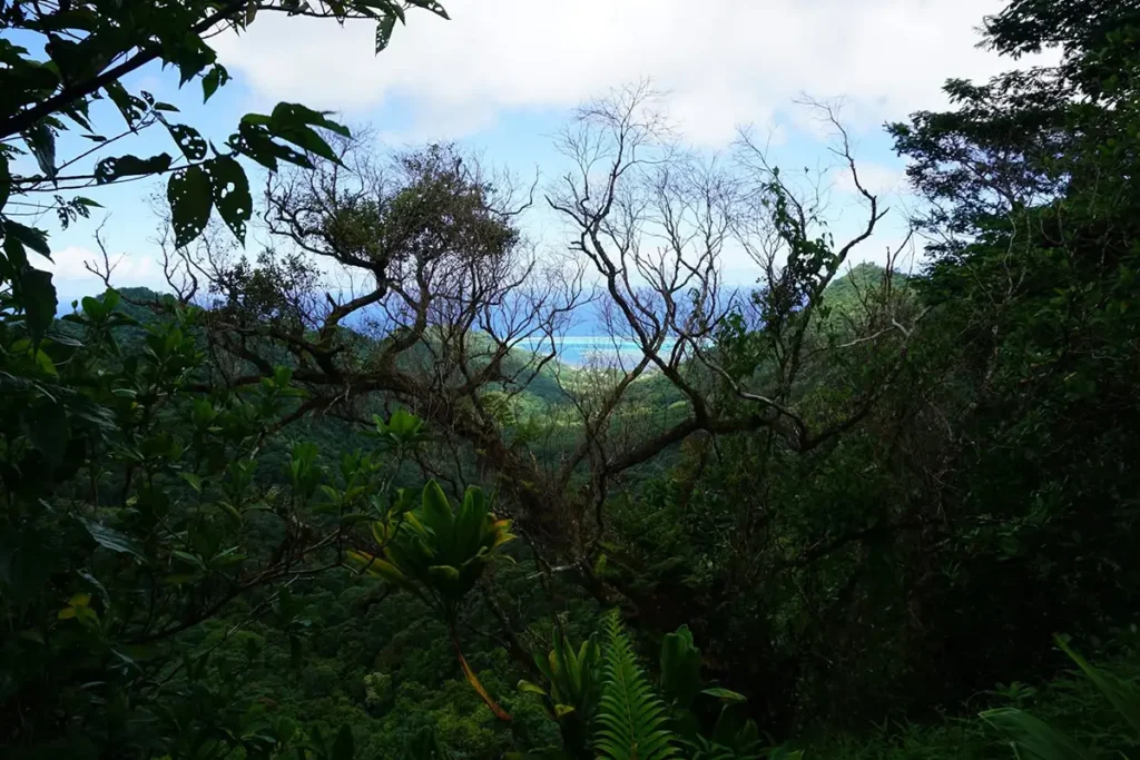 Un arbre sans feuille cache la vue en hauteur sur le lagon turquoise de Moorea au fond