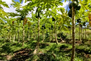 Papaya plantation with fruit-laden trees in the tropical crops of Moorea Agricultural School
