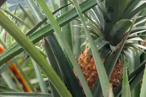 Close-up of a young pineapple growing among the leaves in a field in Moorea