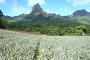 Champs d’ananas de Moorea avec un pic volcanique spectaculaire dans la vallée d’Opunohu