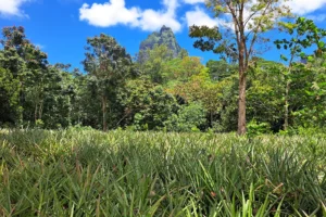 Moorea pineapple field with a shark-tooth-shaped volcanic peak rising above Opunohu Valley