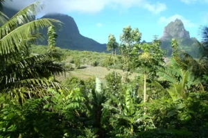 Pineapple fields, tropical vegetation and a volcanic peak in the Bounty Plateau landscape of Moorea