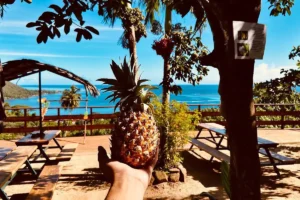 Ananas frais tenu devant la terrasse du Moorea Tropical Garden avec lagon de Moorea en arrière-plan
