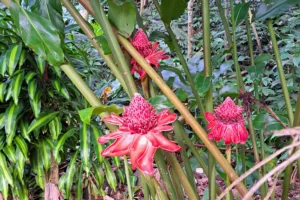 Fleurs tropicales rouges et roses dans la végétation humide du sentier de la Vaioro à Moorea