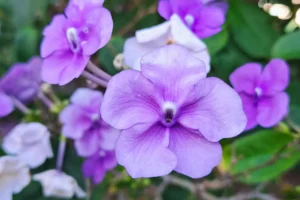 Gros plan sur des fleurs tropicales violettes dans le jardin de l’espace massage à Moorea