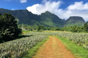 Red dirt road through pineapple fields with the volcanic mountains of Opunohu on the horizon