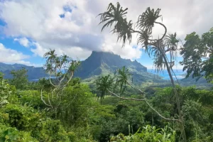 Mount Rotui framed by tropical vegetation from the Three Pinus viewpoint in Moorea