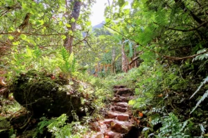 Marches de pierre au milieu de la forêt tropicale sur le sentier menant à la cascade de la Vaioro à Moorea