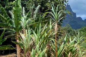 Sugar cane in the foreground with Moorea’s volcanic peaks behind the cultivated landscape of Opunohu