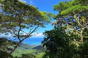 Vue sur le lagon turquoise de Moorea à travers les arbres pendant la randonnée guidée des Trois Cocotiers.