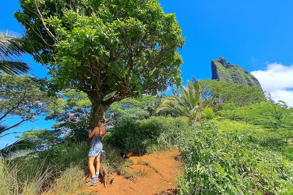 Randonneuse sur un sentier de terre rouge entouré de végétation tropicale lors d’un tour privé guidé vers le col des Trois Cocotiers à Moorea.