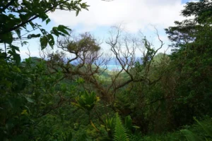 Ouverture sur le lagon de Moorea au milieu de la forêt tropicale pendant l’excursion guidée des Trois Cocotiers.