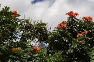 Orange tropical flowers in the vegetation during the guided Bounty Plateau hike in Moorea