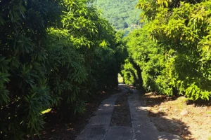 Shaded trail surrounded by fruit trees and tropical vegetation on Faa Roa Magic Mountain