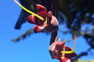 Close-up of a red and yellow tropical flower seen during the Magic Mountain hike