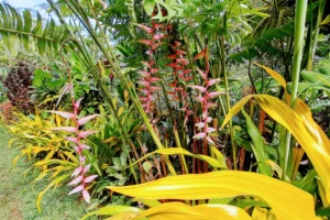 Feuillages et fleurs tropicales colorées dans la vallée humide menant aux cascades de la Vaioro à Moorea