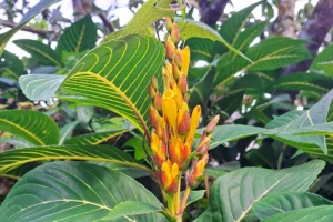 Fleur tropicale jaune et orange au milieu du feuillage sur la randonnée des cascades de la Vaioro