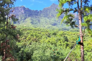 Tyrolienne traversant une forêt de pins avec vue sur les montagnes de Moorea au Tiki Parc
