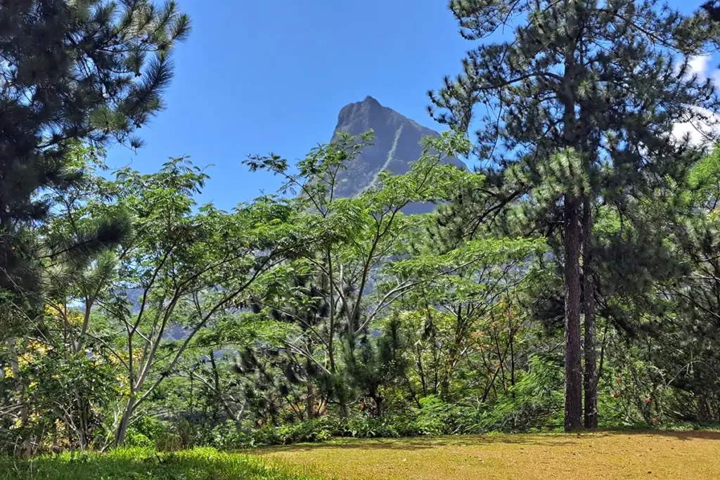 De grands pins devant la montagne Rotui proche du plateau du Bounty à Moorea