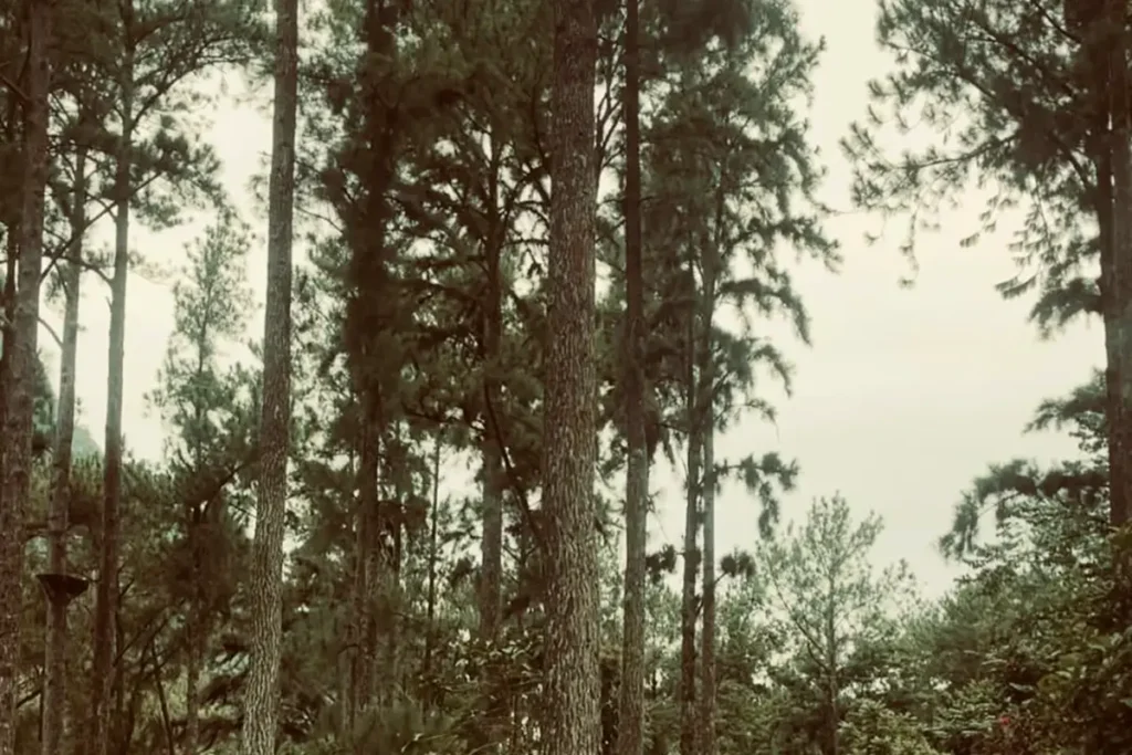 Une foret de pins à Moorea. Couleurs délavées