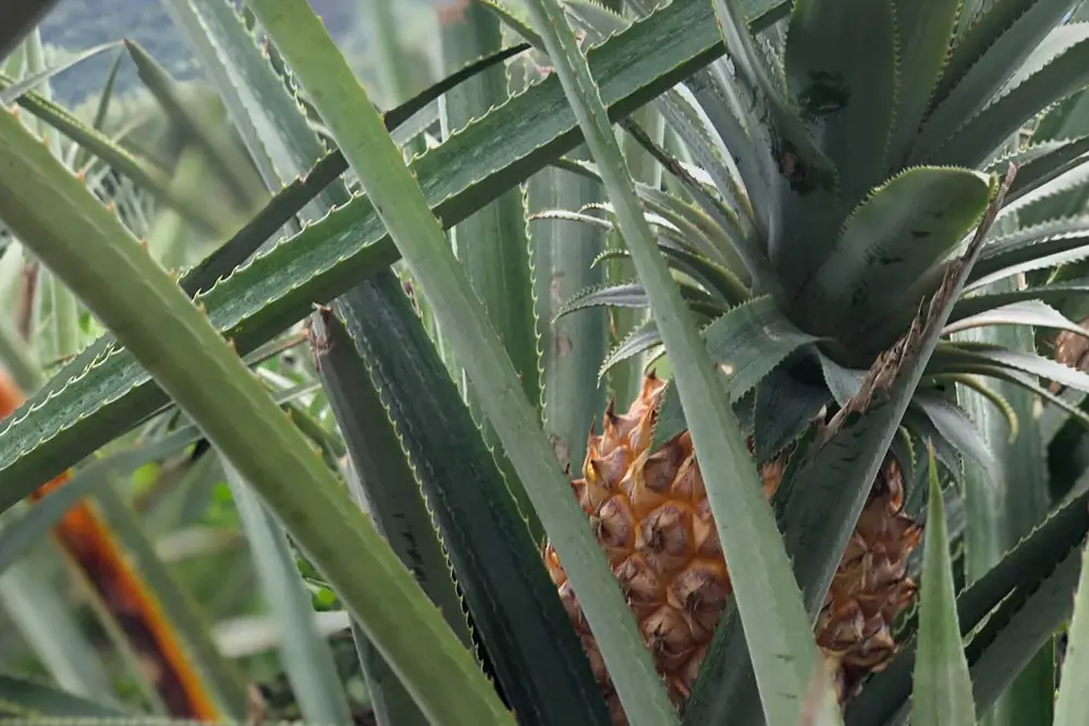 Gros plan d'un ananas dans un champ à Moorea