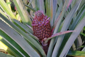 Close-up of a purple and green pineapple growing in a Moorea plantation
