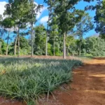 pineapple-field-moorea-guided-tour-private-activity