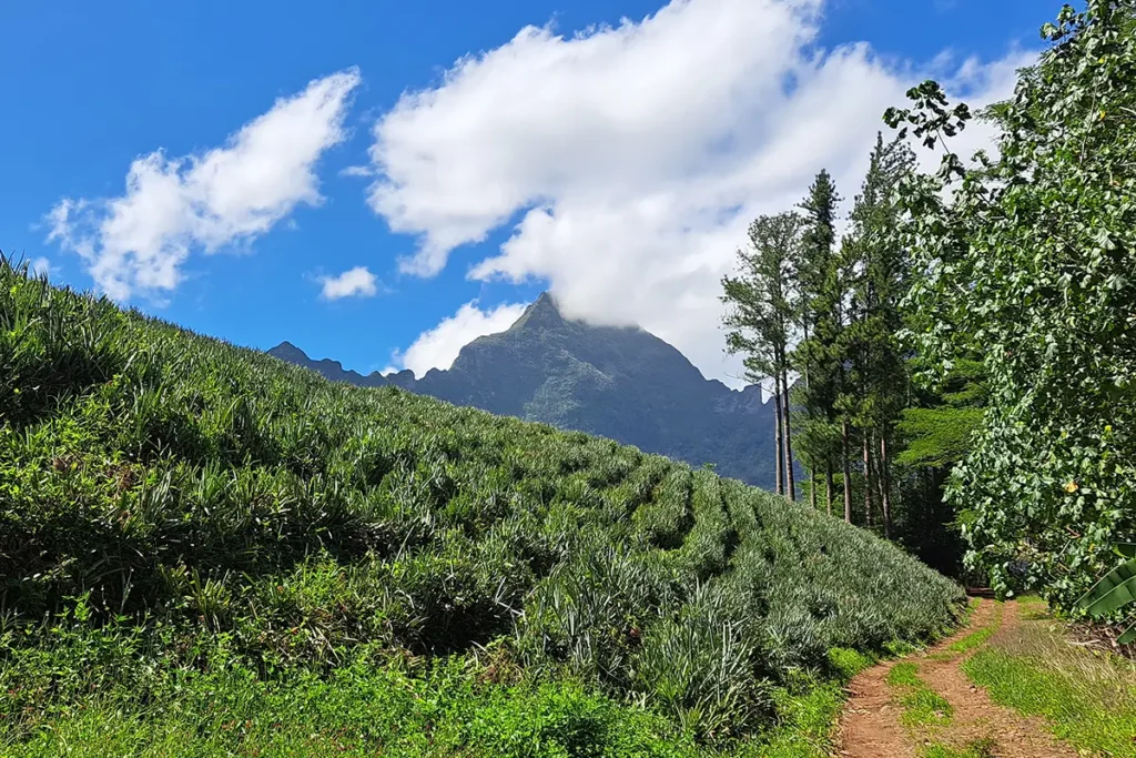 Un champ d'ananas en pente bordé d'un sentier de terre à Moorea