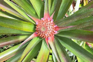 Close-up of a young pink pineapple flower growing at the center of a plant in a Moorea plantation