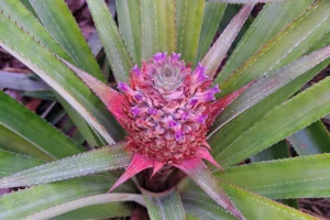 Close-up of a young pineapple with pink tones in a Moorea plantation