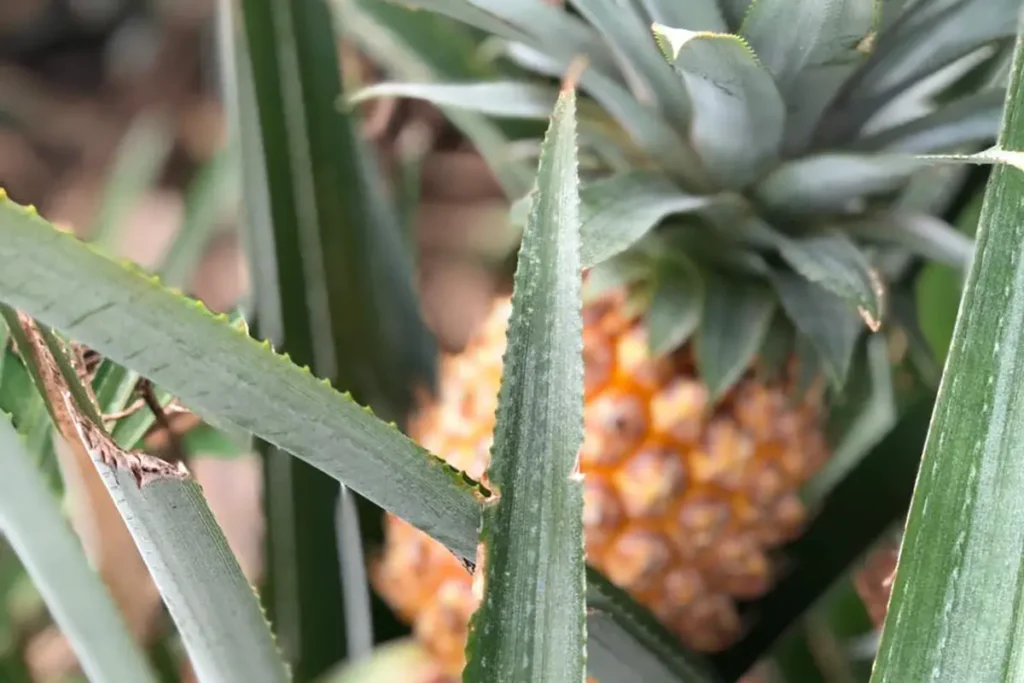 Gros plan sur un ananas dans un champ à Moorea