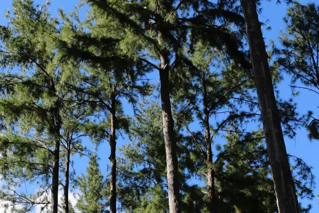 De grand pins vue en contre-plongée