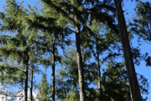 De grand pins vue en contre-plongée