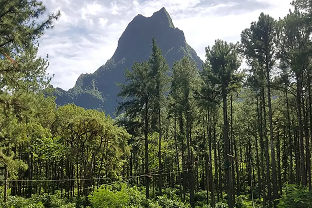 Foret de pins devant le mont Rotui à Moorea