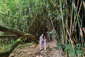 Participants sous les grands bambous pendant une randonnée privée guidée vers le col des Trois Cocotiers à Moorea.