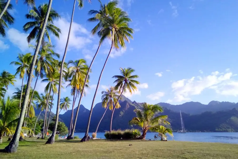 Cocotiers au bord de la plage publique de Ta’ahiamanu à Moorea avec le lagon et les montagnes