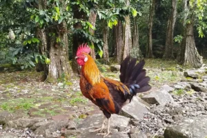 Tahitian rooster standing on the stones of an ancient marae beneath tall mape trees in Opunohu Valley, Moorea