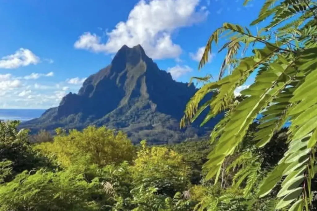 Le mont Rotui à demi caché derrière des feuilles sur l'ile de Moorea en Polynésie
