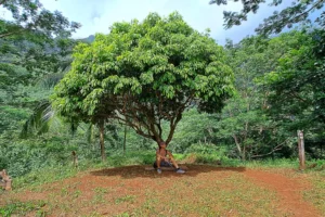 Randonneuse faisant une pause sous un arbre sur le parcours du col des Trois Cocotiers à Moorea.