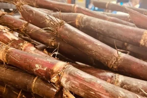 Tiges de canne à sucre fraîche utilisées pour la production de rhum Manutea à Moorea